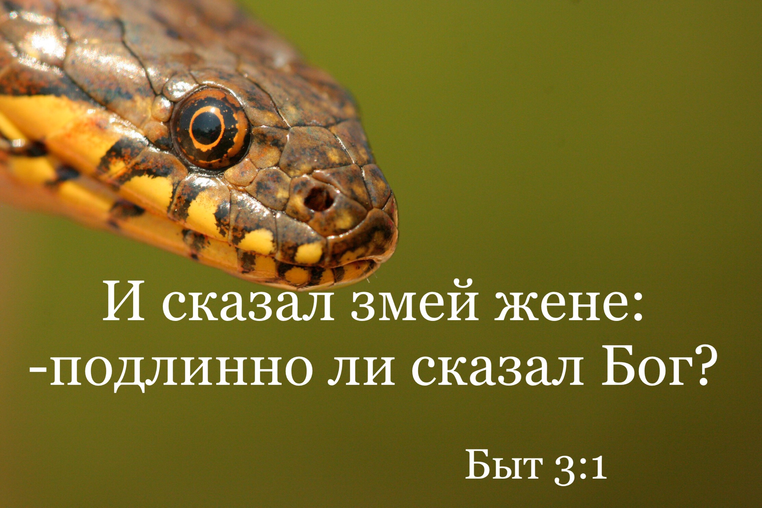 Как говорит змея. Зерно сомнения цитаты. Сказал Бог змею. Змею сказал.